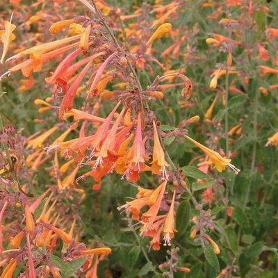 Orange Agastache Navajo flower seeds for planting