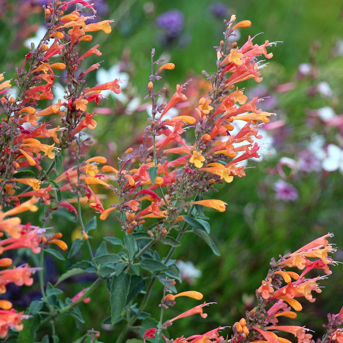 Non GMO Orange Agastache seeds