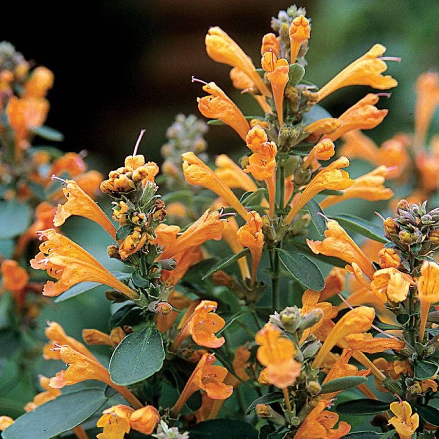 Orange Agastache flower planting seeds