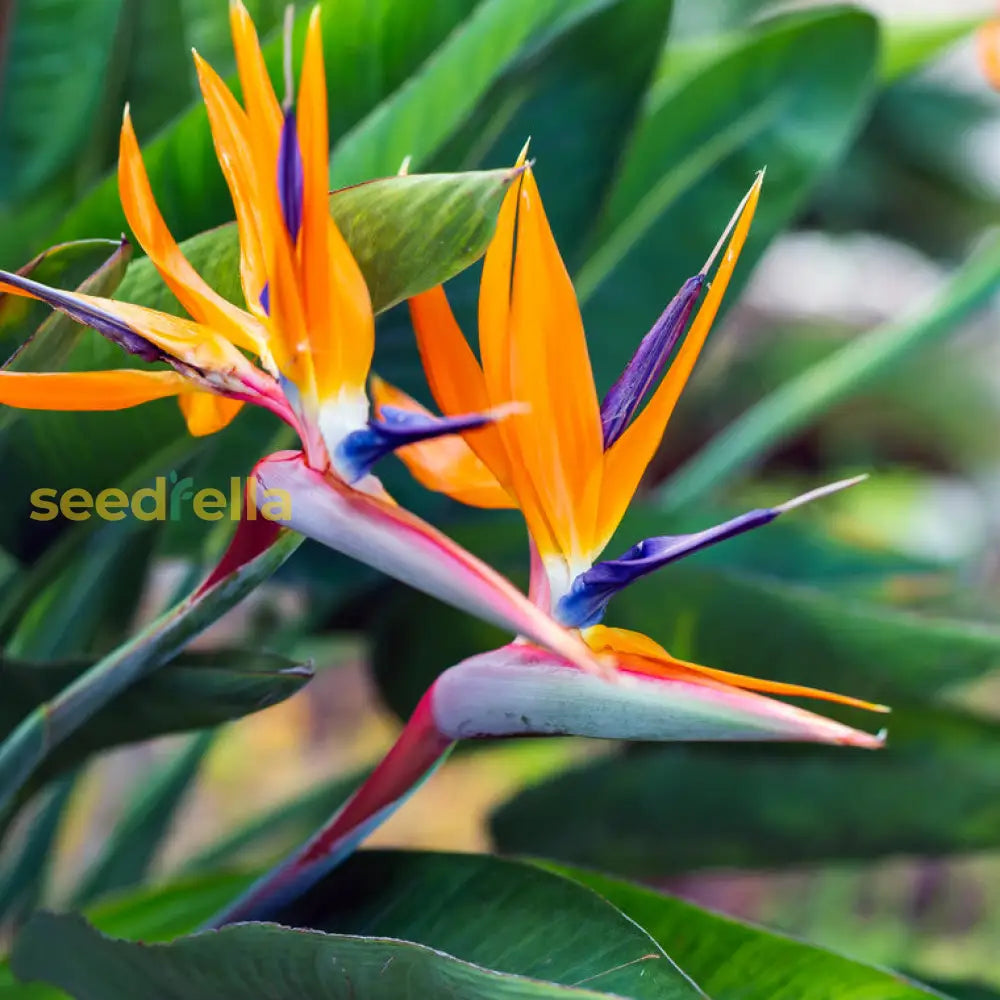 Ornamental Bird of Paradise plant in garden
