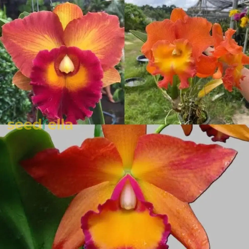 Non GMO Orange Cattleya Orchid seeds