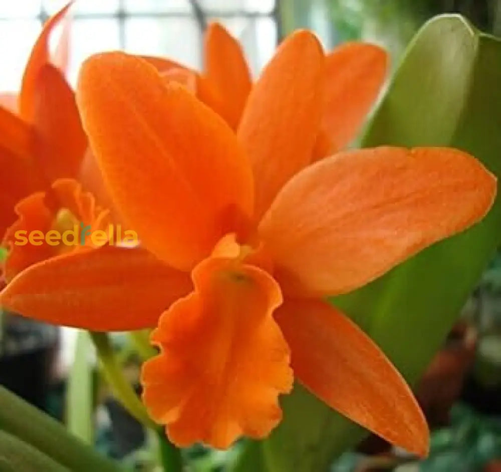 Ornamental Orange Cattleya Orchid flowering plant