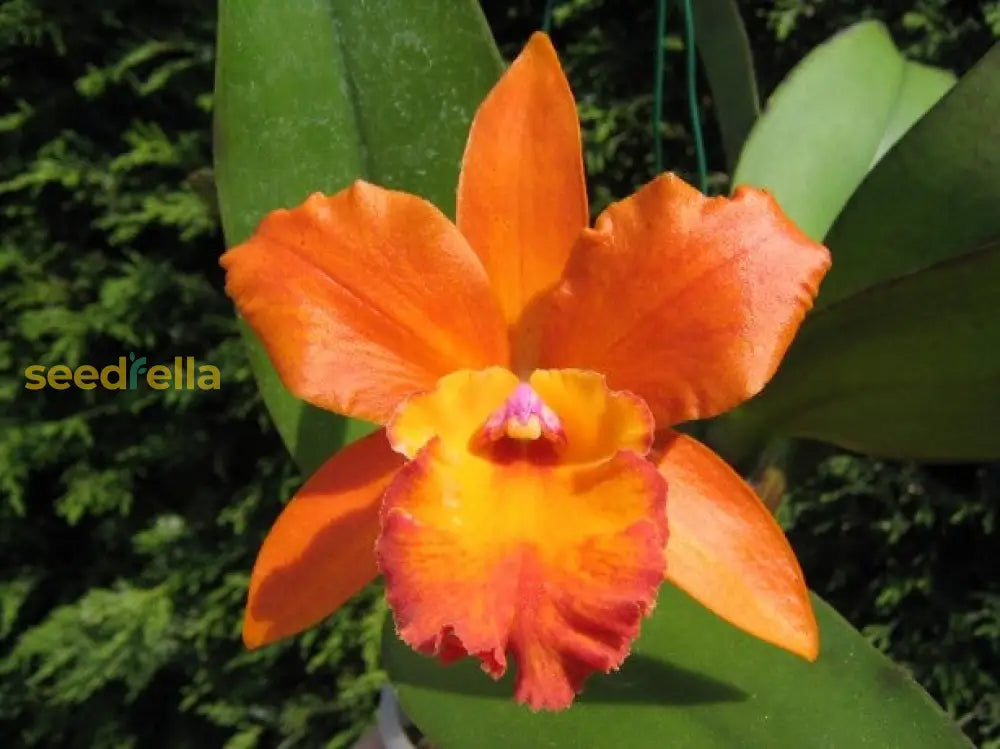 Orange Cattleya Orchid seeds for planting