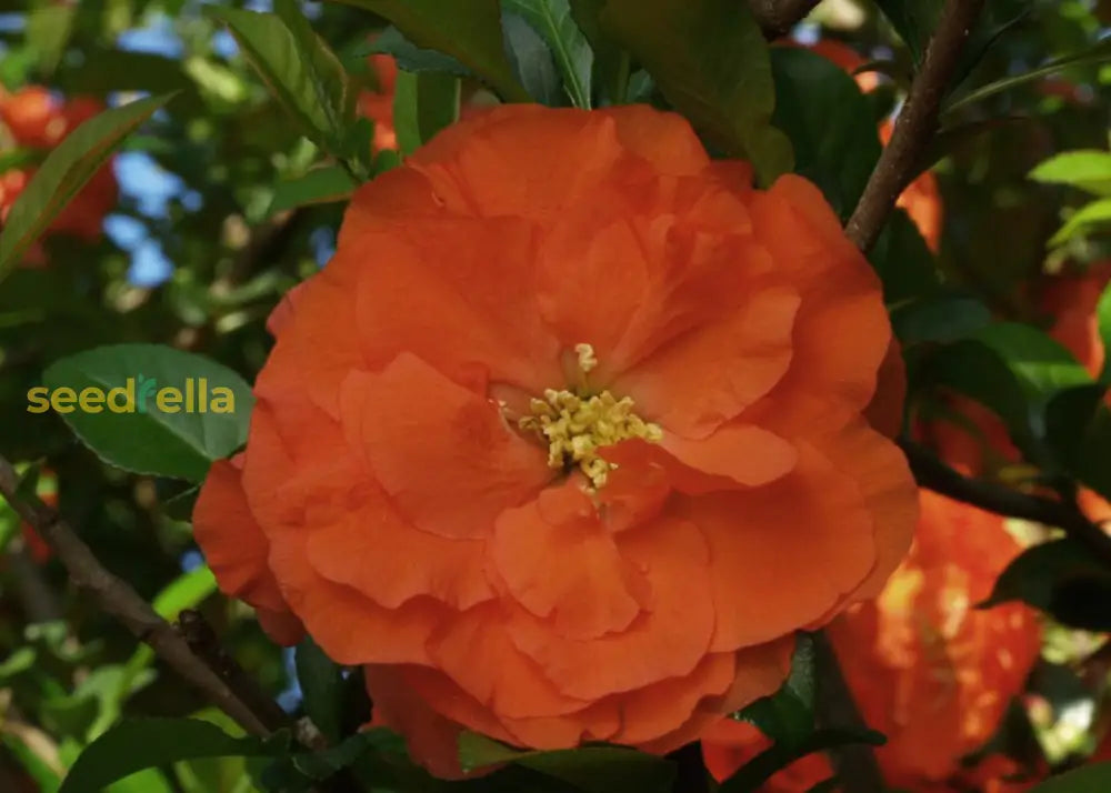 Ornamental Orange Chaenomeles flowering shrub