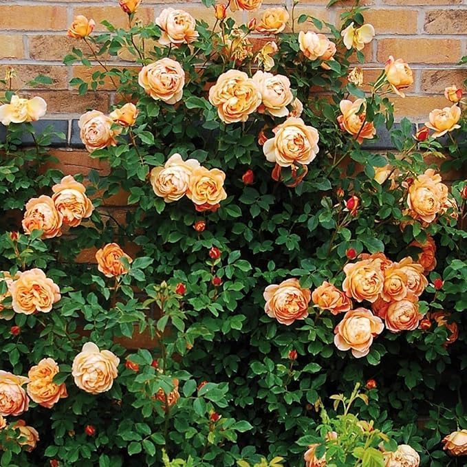 Ornamental orange climbing rose on trellis