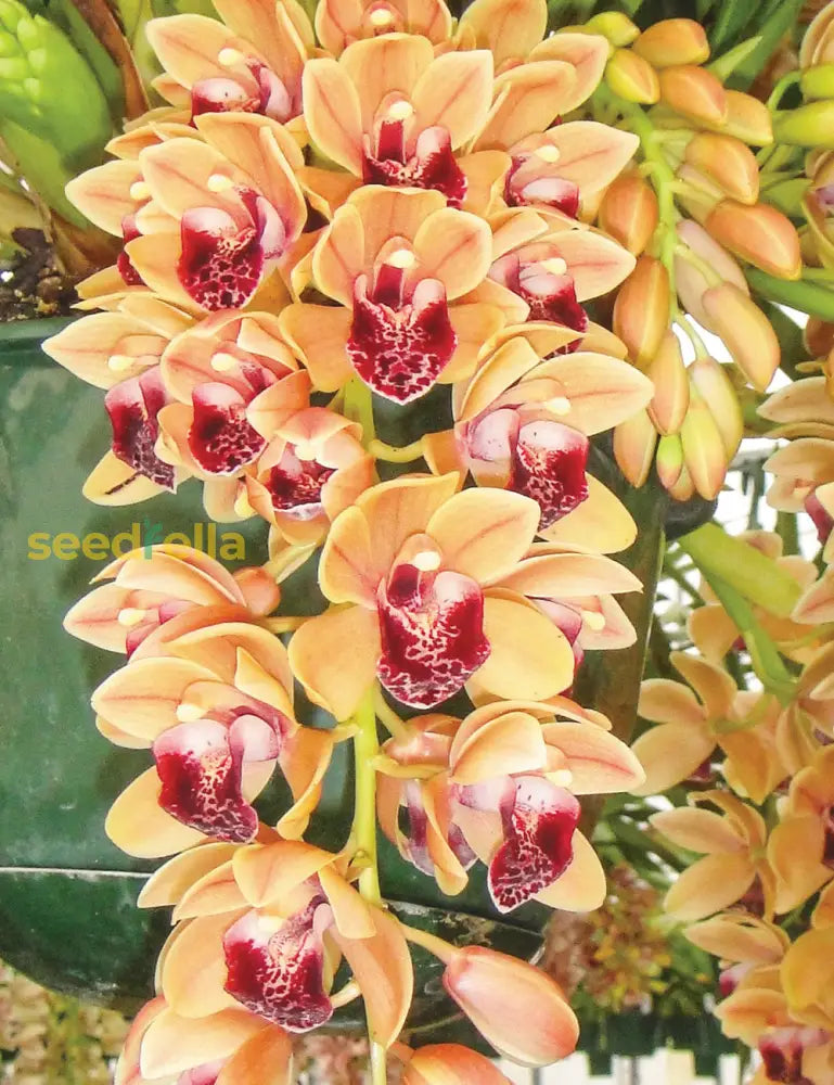 Orange Cymbidium Orchid flowers blooming