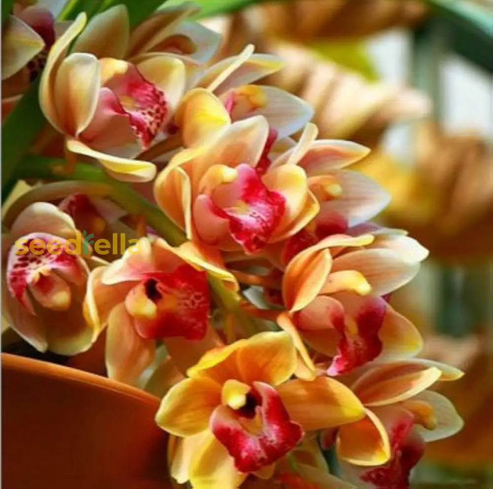 Non GMO Orange Cymbidium Orchid seeds