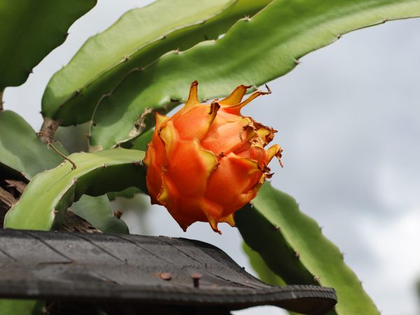 Light Orange Pitaya Fruit Seeds - Easy Planting For Exotic Fruits