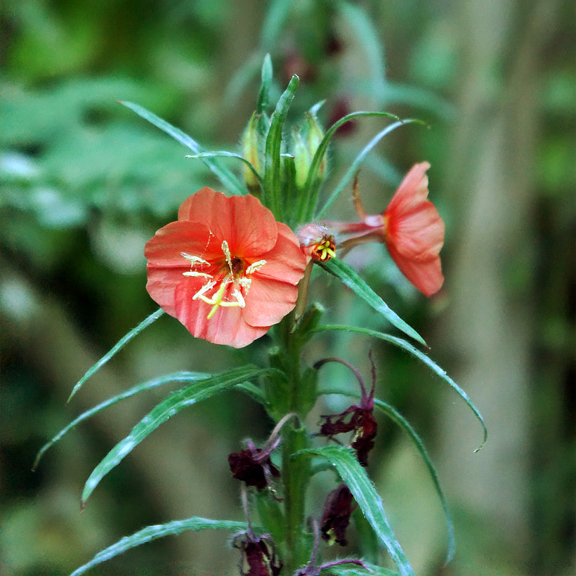 Bright orange Evening Primrose flowers in bloom