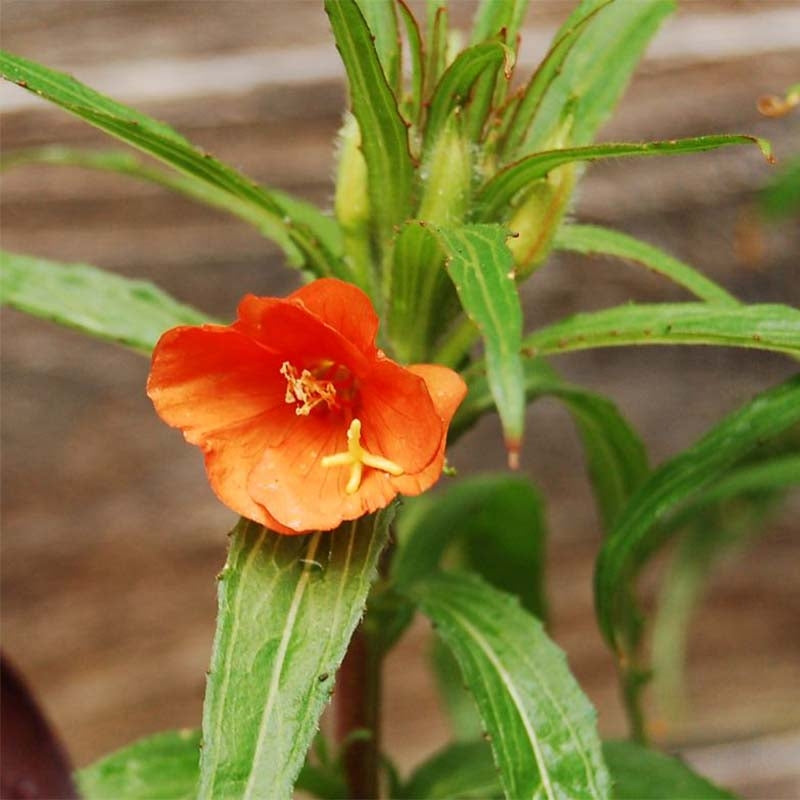 Non-GMO Orange Evening Primrose seeds