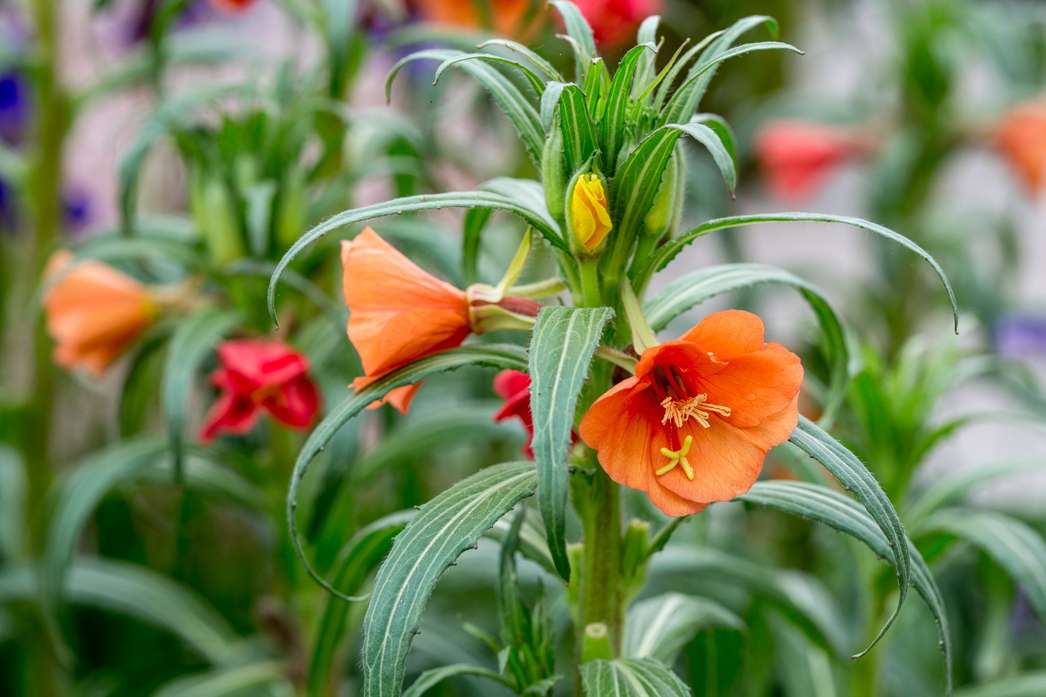 Ornamental Evening Primrose plant with orange blooms