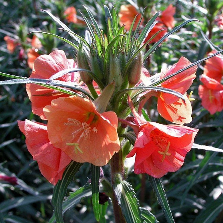 Orange Evening Primrose flower seeds for planting