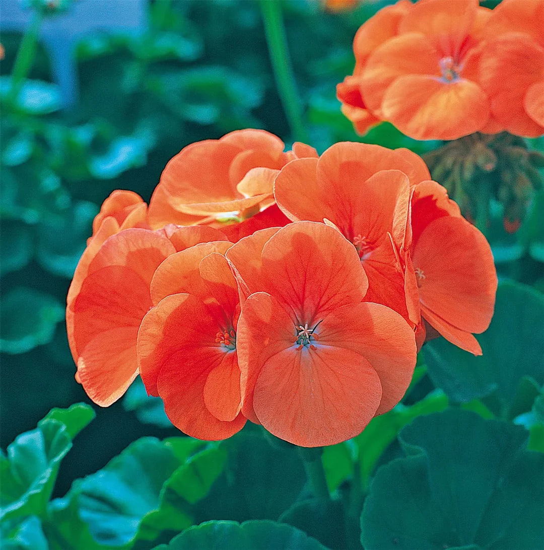 Orange Geranium Maverick flowers blooming in garden