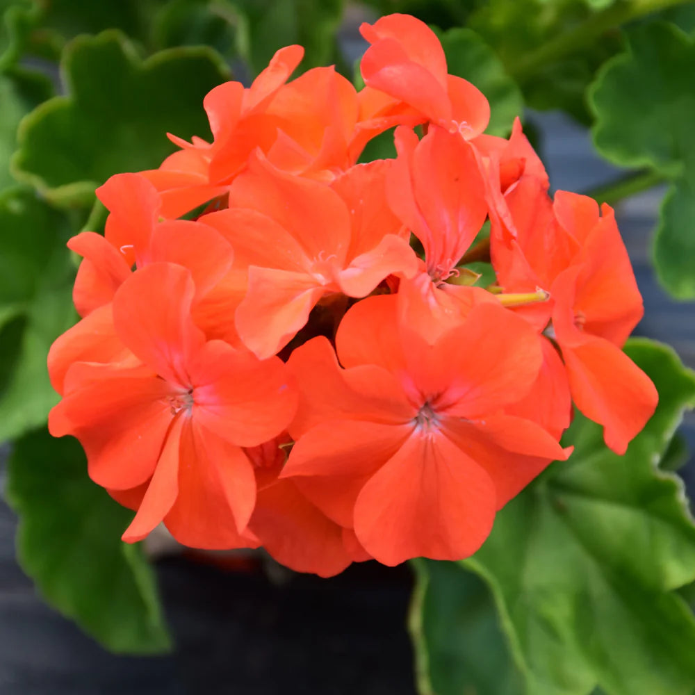 Non GMO Orange Geranium Maverick seeds