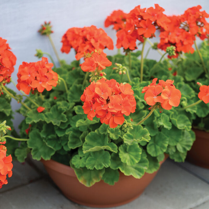 Ornamental Orange Geranium Maverick flowering plant