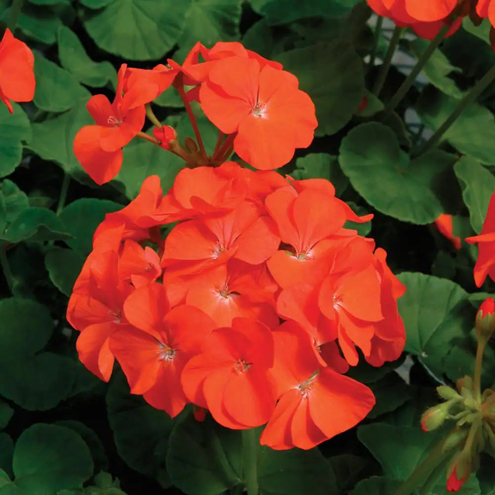 Orange Geranium Maverick seeds for bright summer blooms