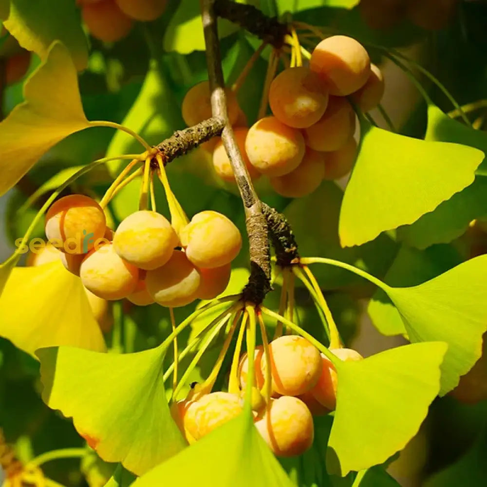 Orange Ginkgo Seeds for easy planting and growth.