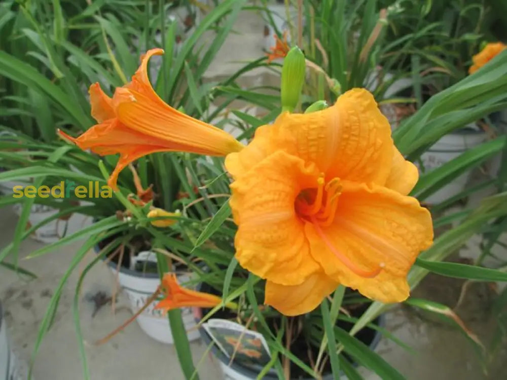Ornamental Orange Hemerocallis flowering plant