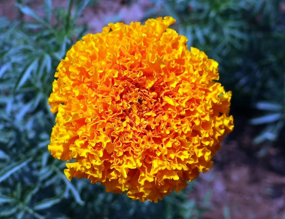 Orange Indica flowers blooming in garden