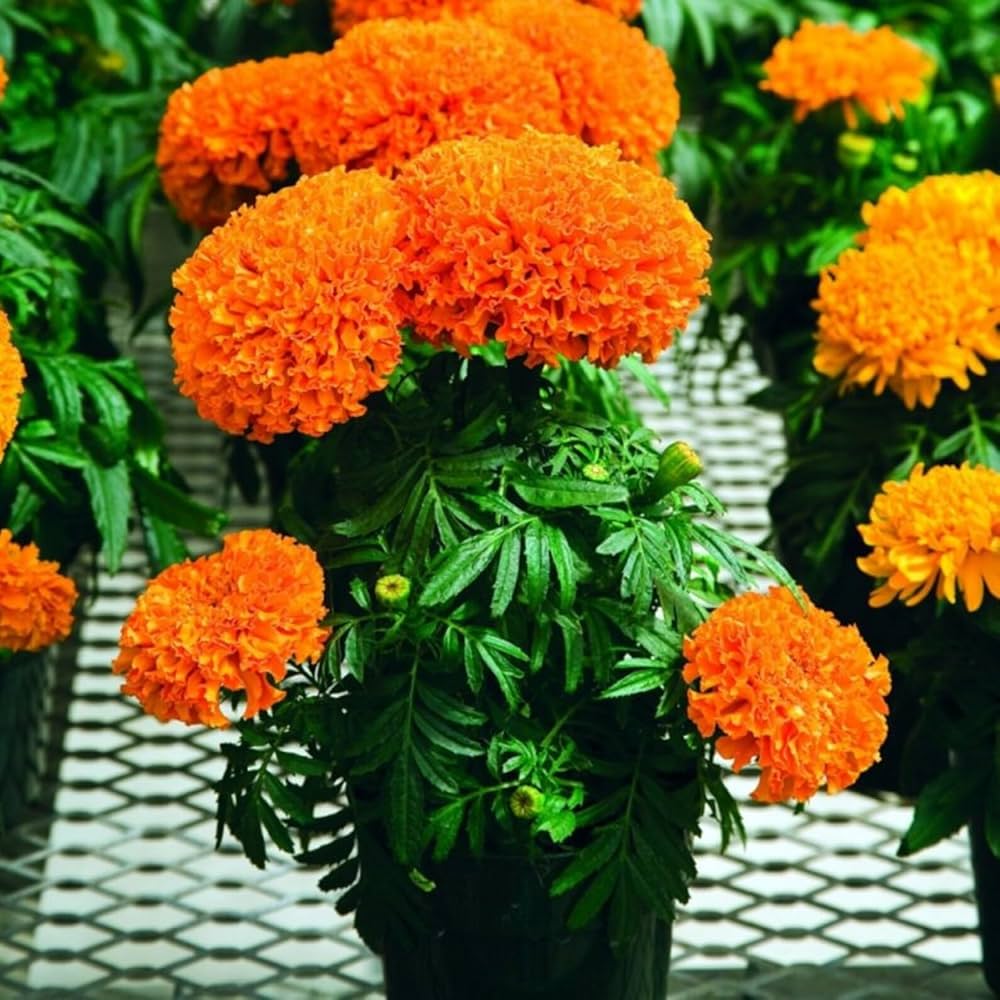 Ornamental Orange Indica flowering plant