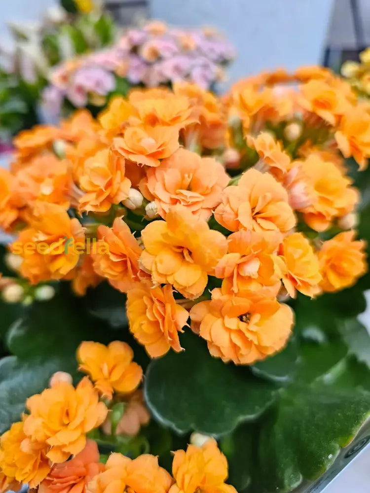 Ornamental Orange Kalanchoe flowering plant
