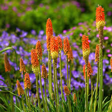 Non-GMO Kniphofia seeds