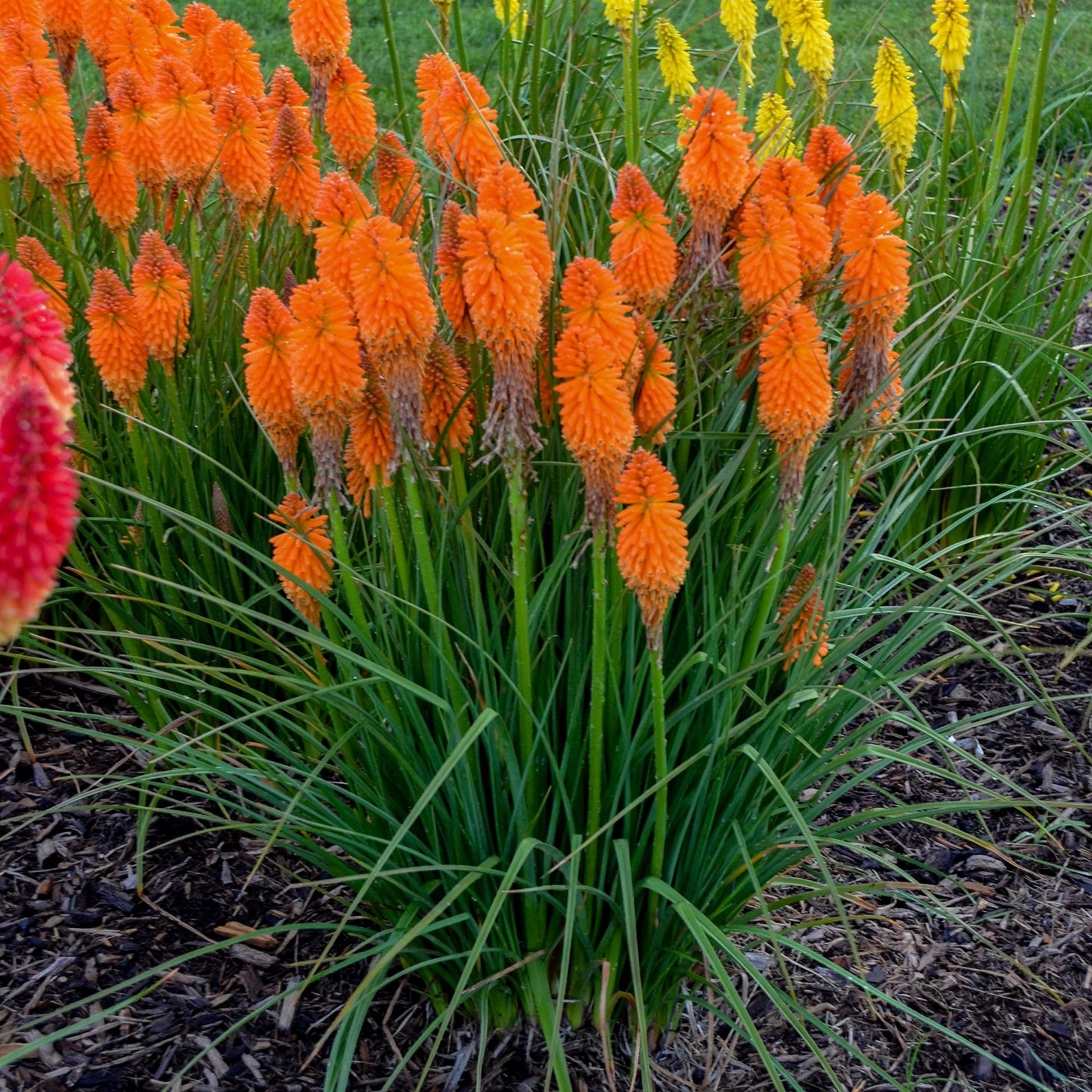 Ornamental Kniphofia perennial plant