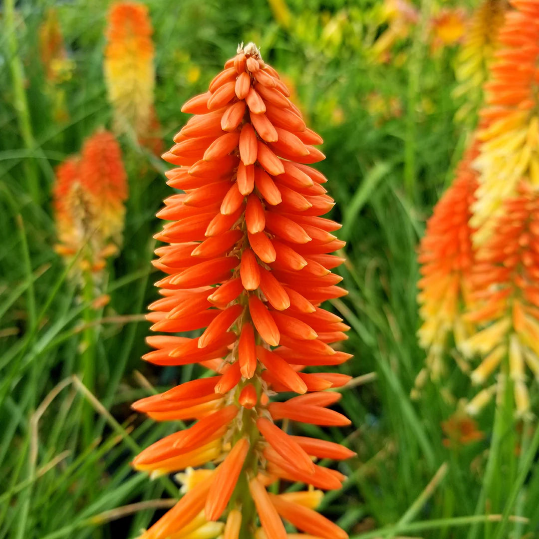 Orange Kniphofia (Red Hot Poker) seeds for planting
