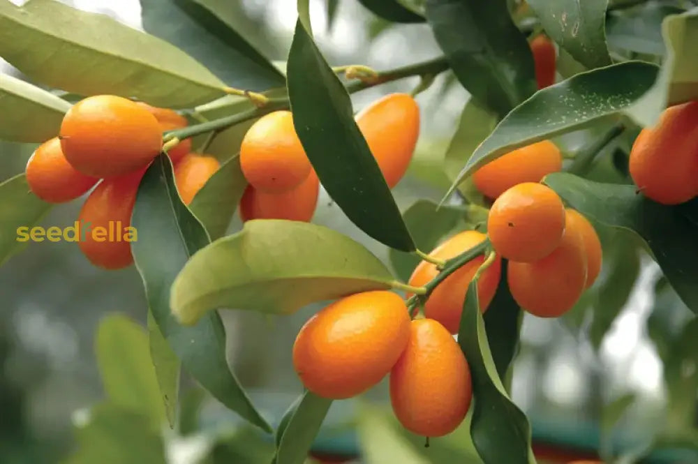Ornamental Orange Kumquat citrus tree