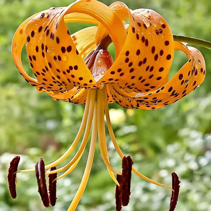 High germination Orange Lilium Superbum seeds