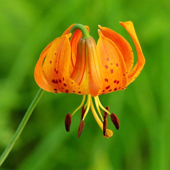 Non GMO Orange Lilium Superbum seeds