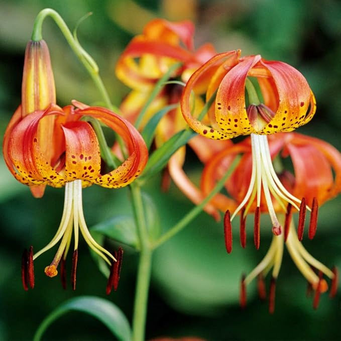 Ornamental Orange Lilium Superbum flowering plant