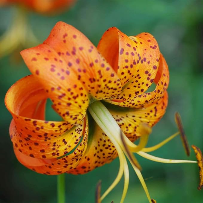 Orange Lilium Superbum flower seeds for garden planting