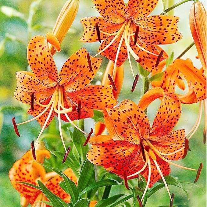 Tall Orange Lilium Superbum lily in landscape