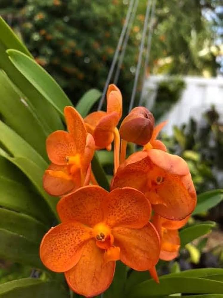 Non GMO Orange Mini Orchid seeds