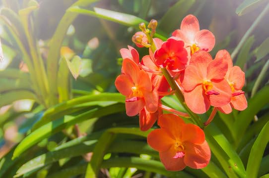 Ornamental Orange Mini Orchid flowering plant