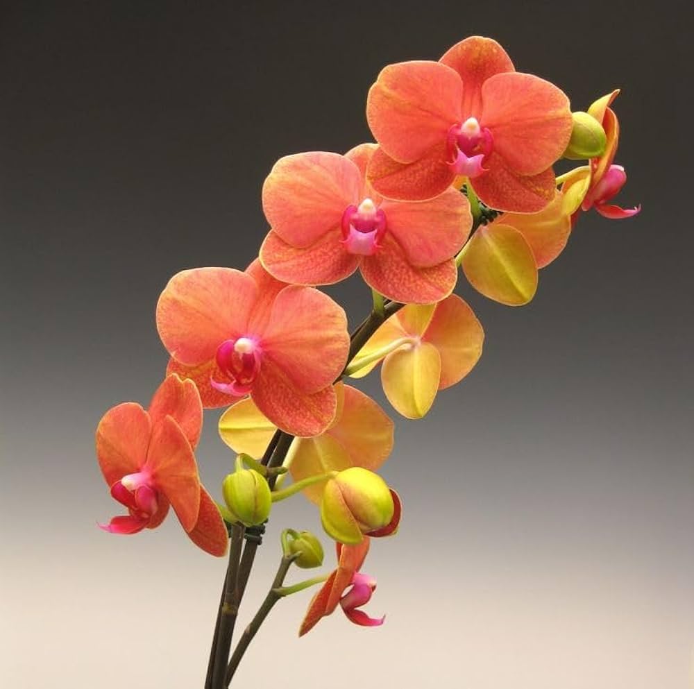 Orange Mini Orchid flower seeds for planting