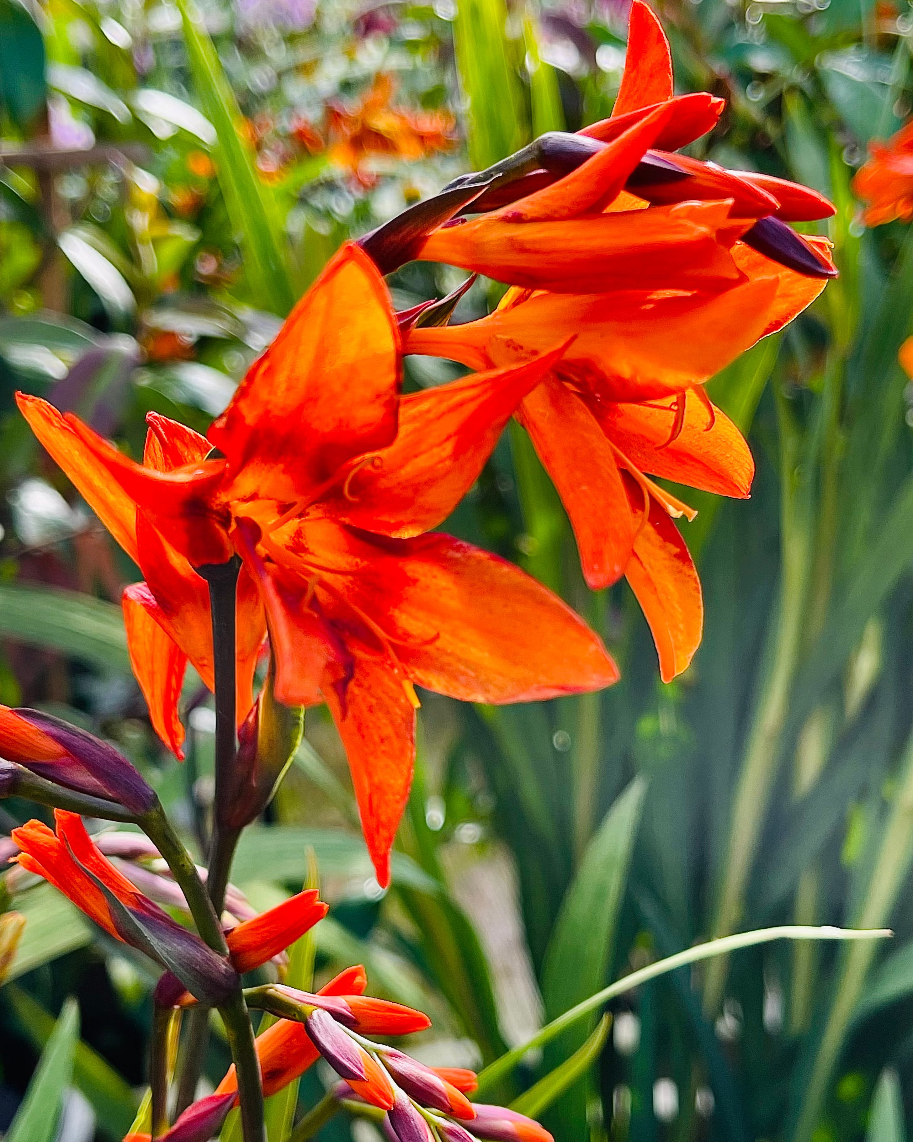 Non GMO Orange Miniata seeds