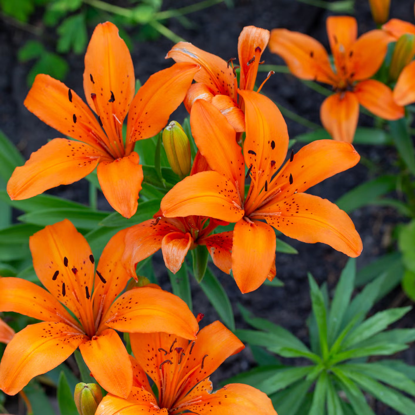 Orange Miniata flower seeds for planting