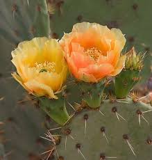 Orange Opuntia flower seeds for planting
