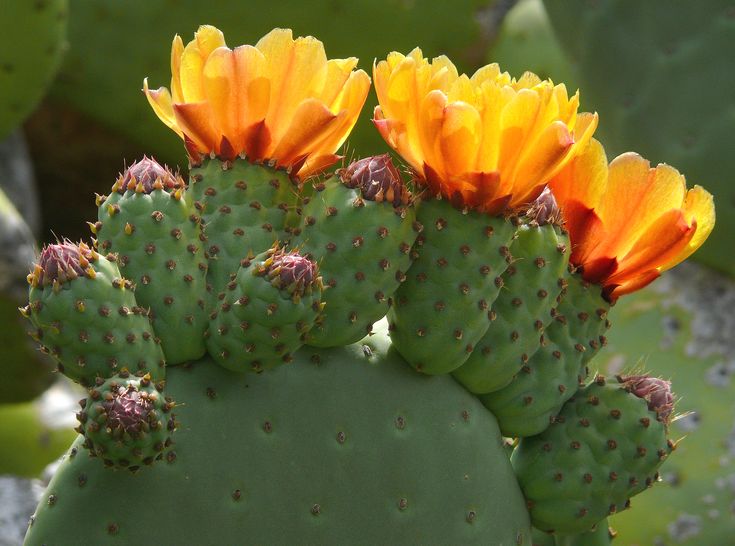 Non GMO Orange Opuntia seeds