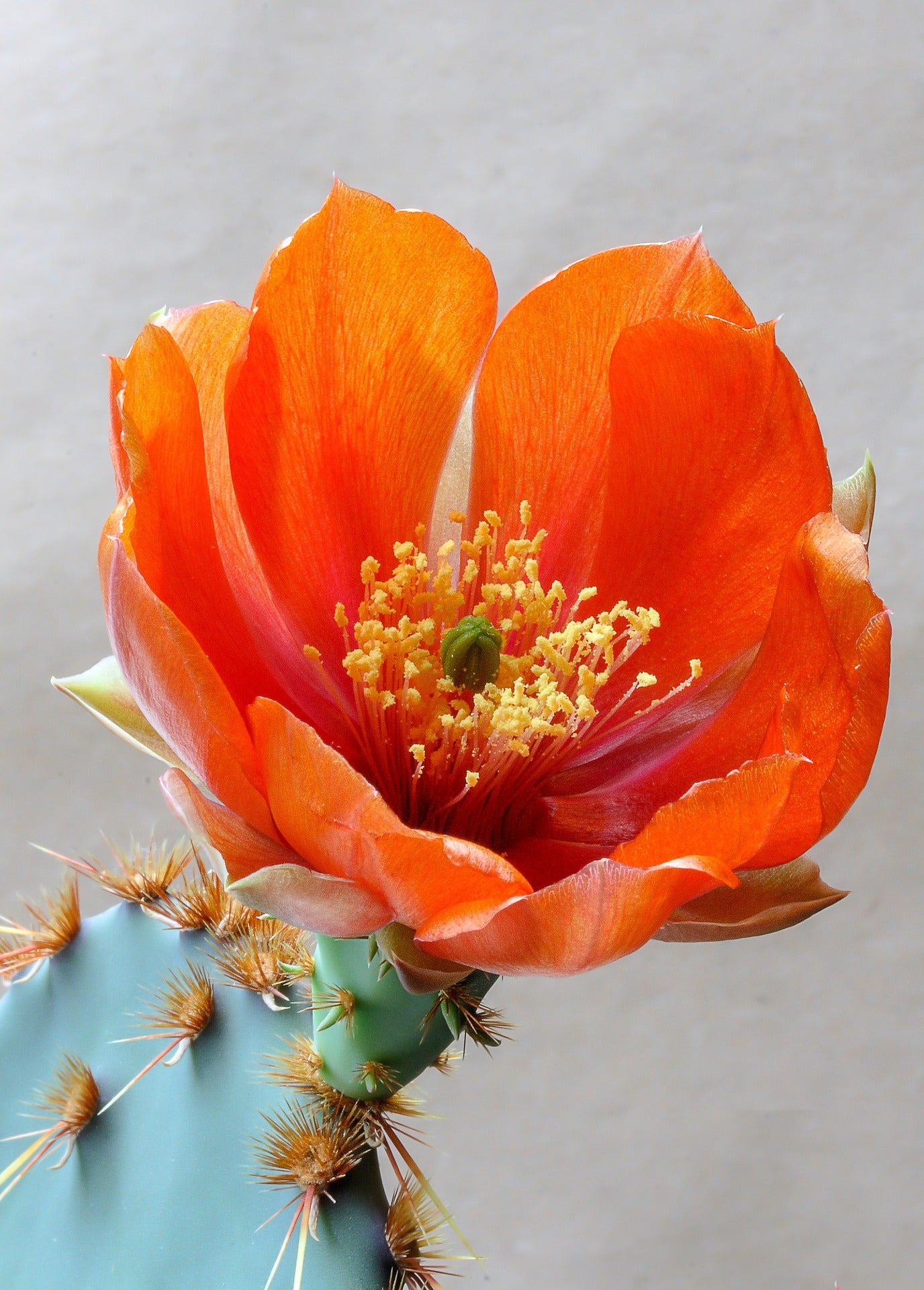 Ornamental Orange Opuntia cactus plant