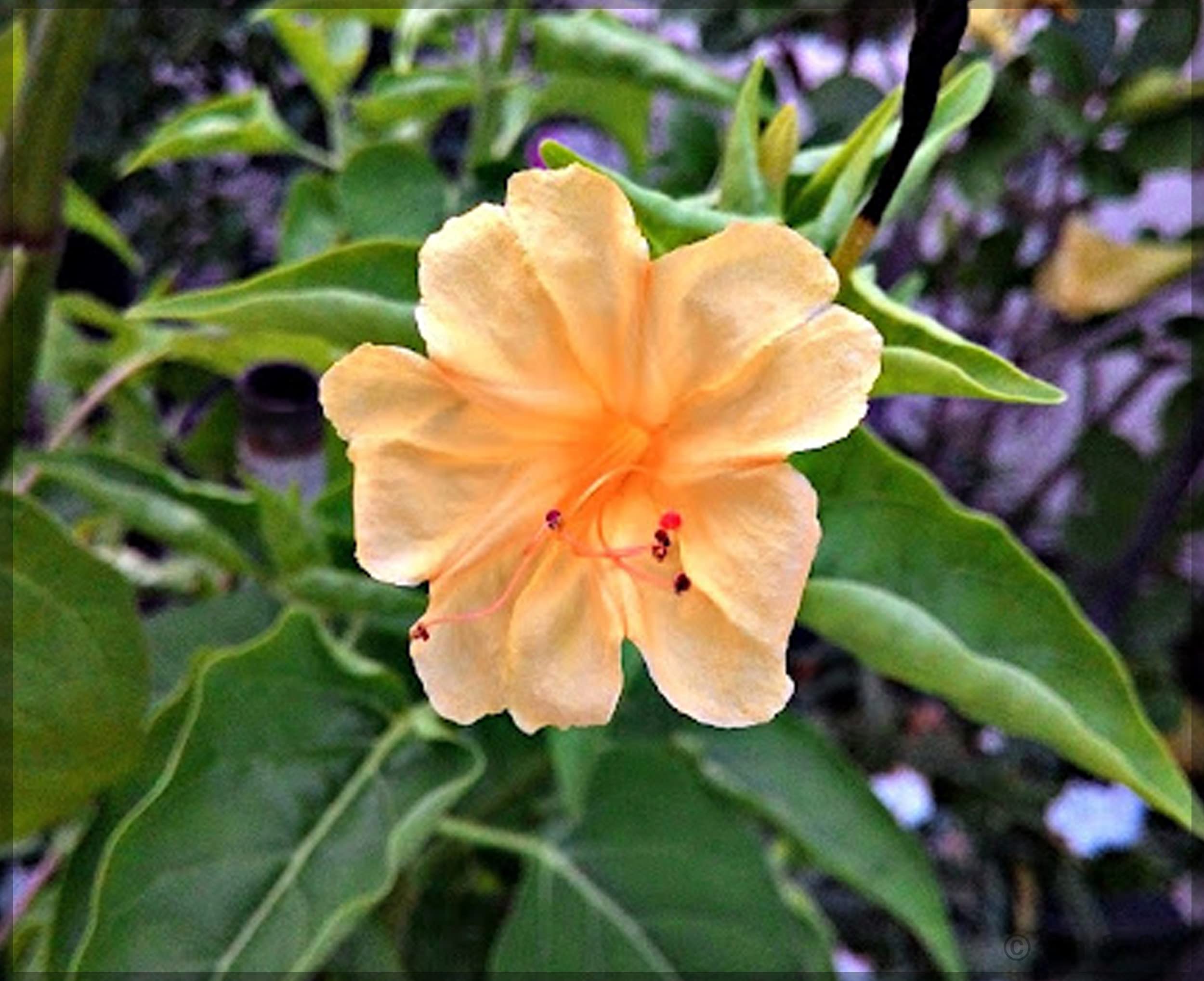 Orange Pink Mirabilis evening blooming flowers