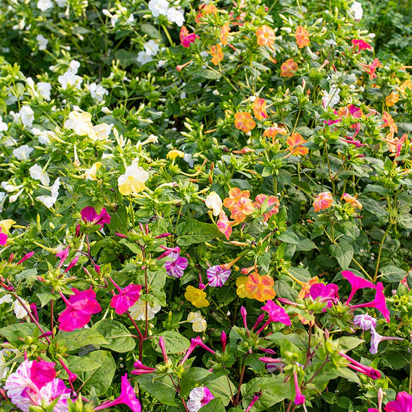 Non GMO Orange Pink Mirabilis seeds