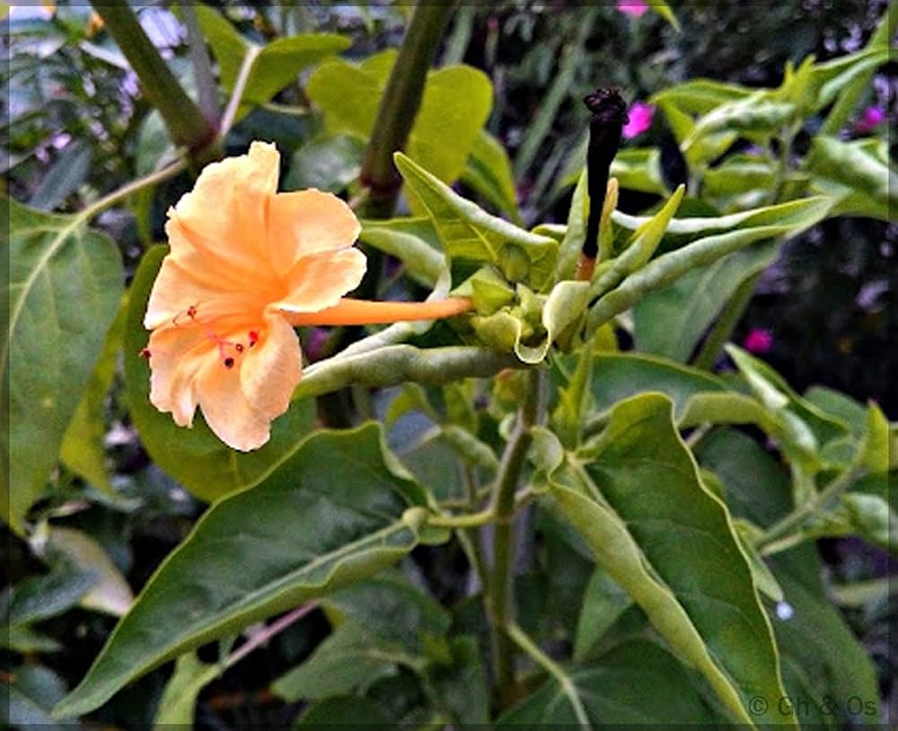 Ornamental Orange Pink Mirabilis flowering plant