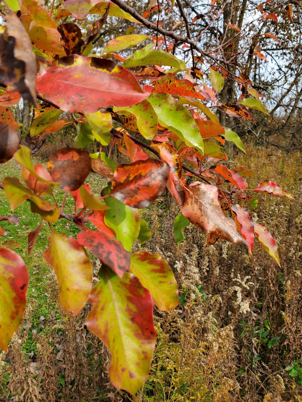 Pyrus Calleryana used in avenue planting