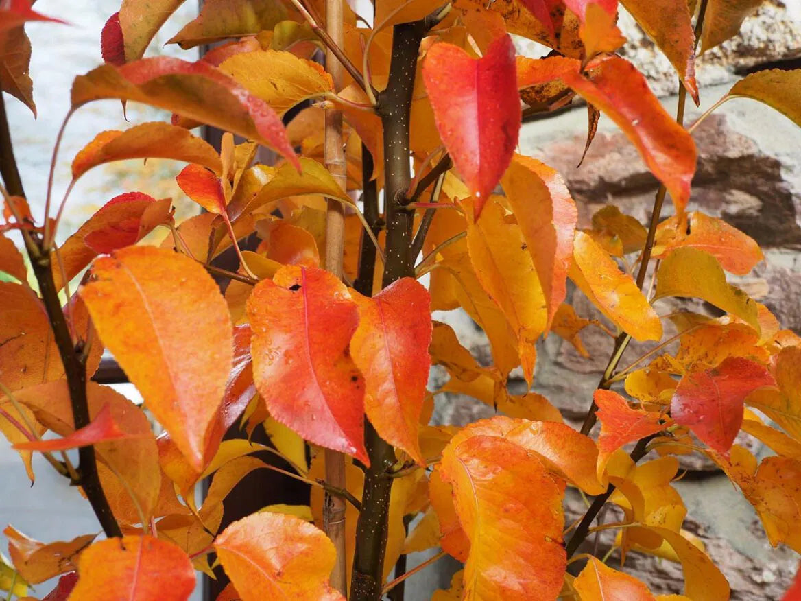 Ornamental Pyrus Calleryana tree with orange foliage