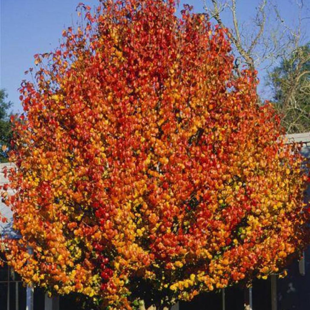 Orange Pyrus Calleryana tree planting seeds