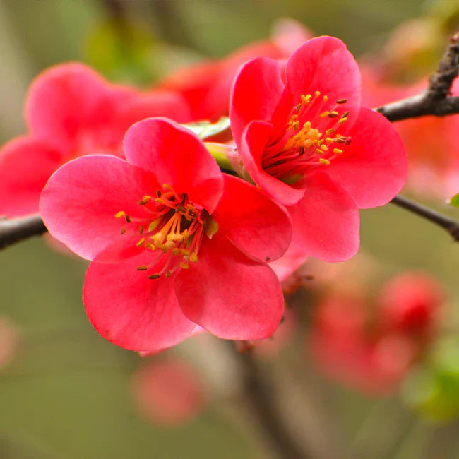 Orange Quince blooms used for decoration