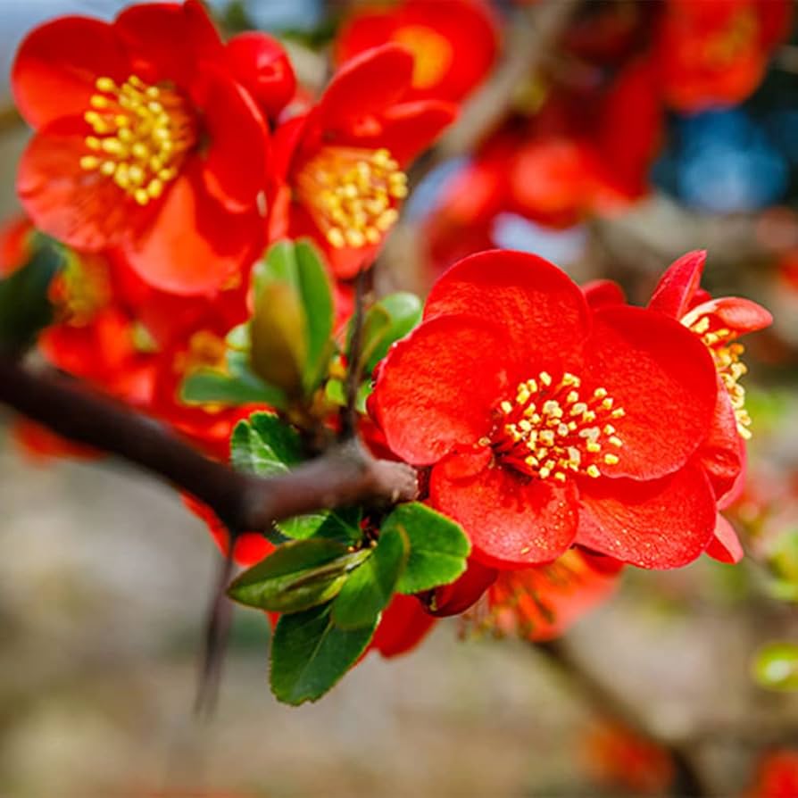 Orange Quince flower seeds for planting